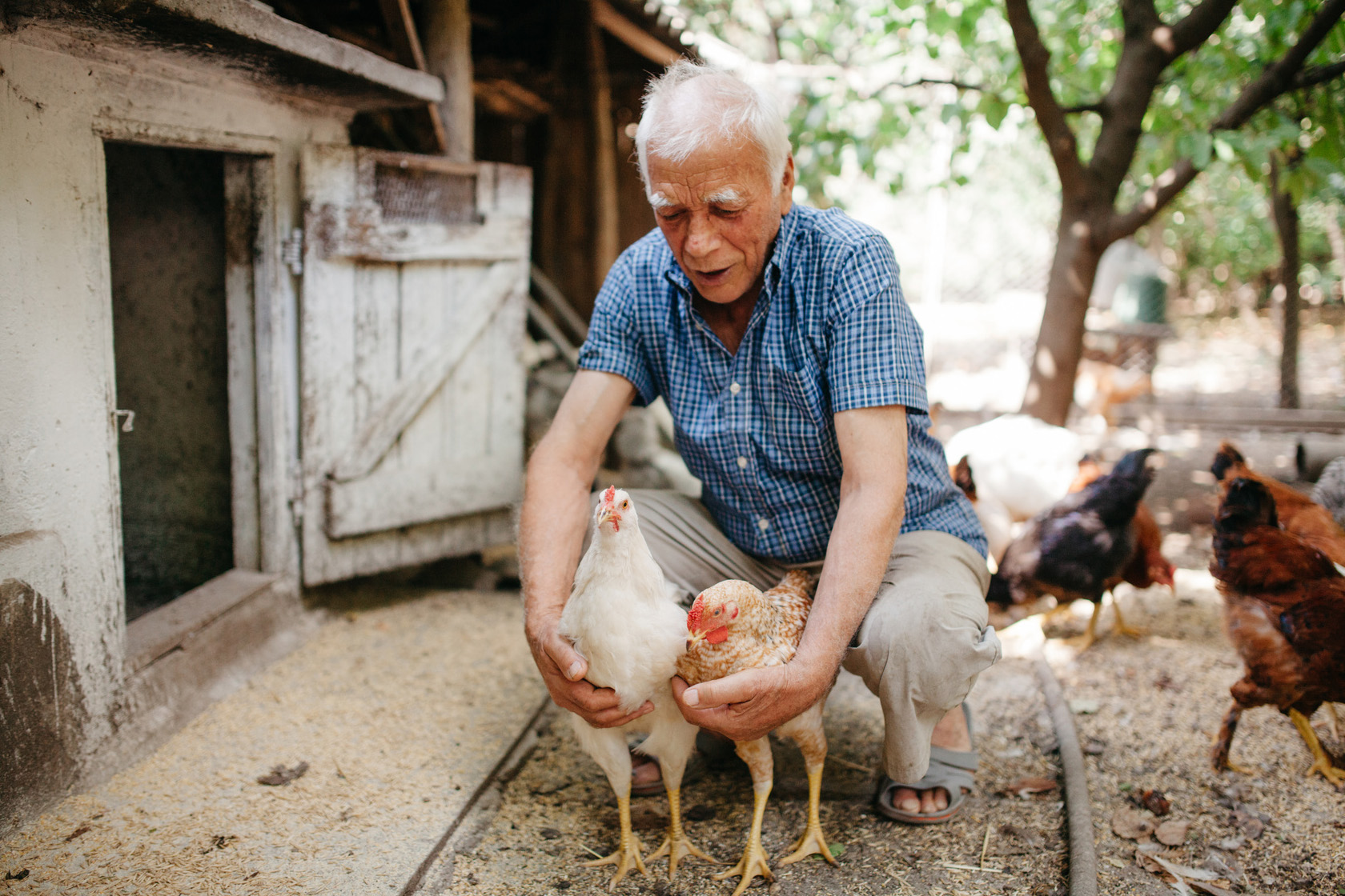 Ein älterer Herr hockt neben einem Hühnerstall und streichelt zwei Hennen.